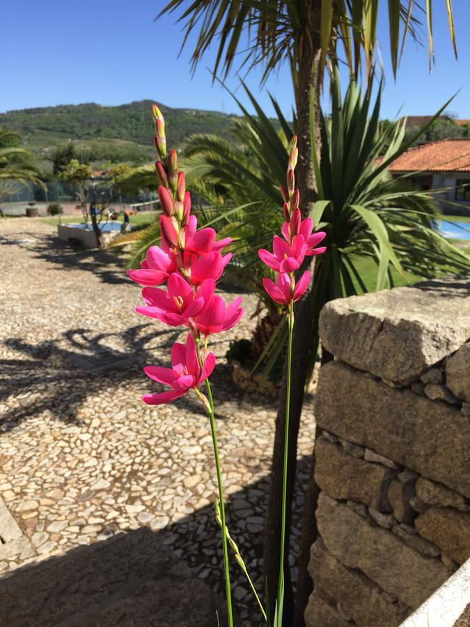 Quinta Da Vinha Morta Bed & Breakfast Lamego Exterior photo